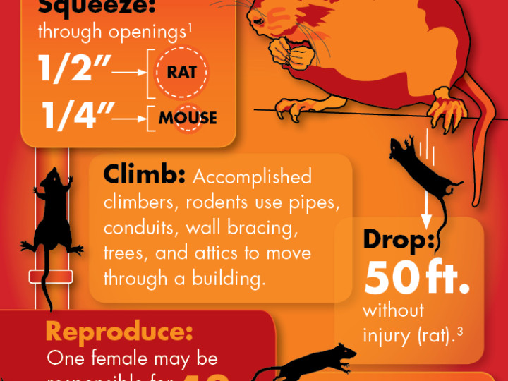 Infographic: Rodents